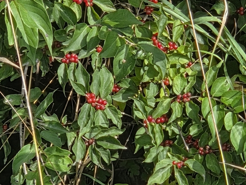 Amur honeysuckle