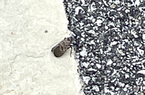 Spotted Lanternfly
