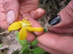 Erythronium tuolumnense