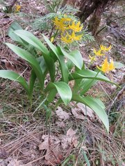 Erythronium tuolumnense