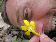 Erythronium tuolumnense