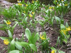 Erythronium tuolumnense