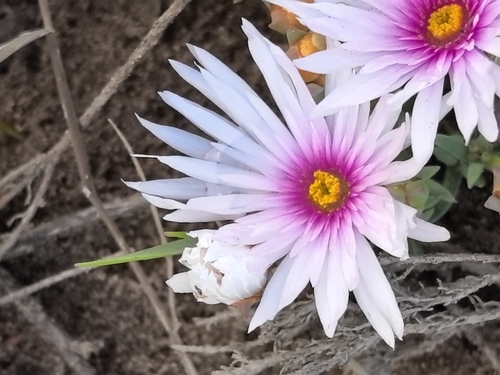 Lampranthus ceriseus