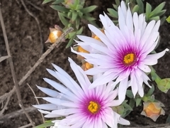 Lampranthus ceriseus, photograph author not stated, no rights reserved
