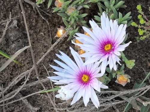 Lampranthus ceriseus, photograph 2