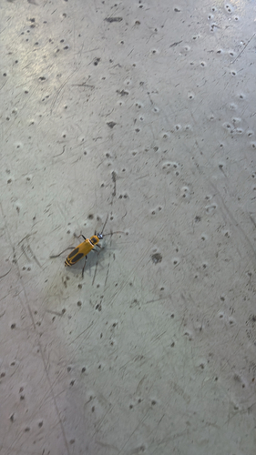 Goldenrod Soldier Beetle
