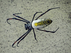Trichonephila inaurata madagascariensis