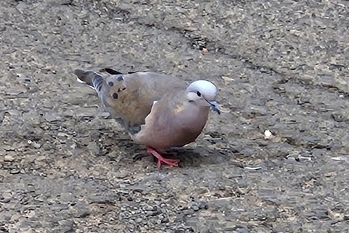 Eared Dove