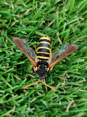 Paranthrene tabaniformis synagriformis