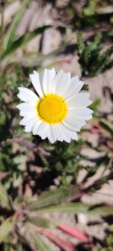 Moroccan chamomile
