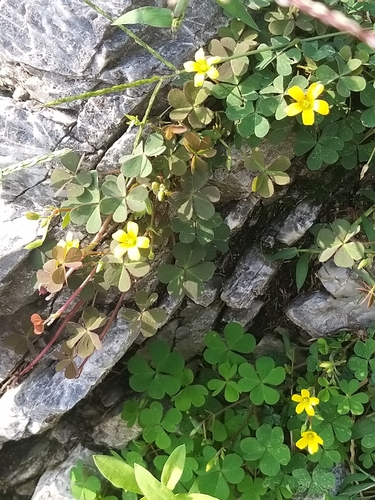 Creeping Woodsorrel