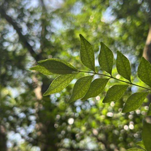 Chinese Wingleaf Prickly Ash