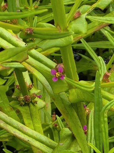 Ammannia coccinea, photograph 5