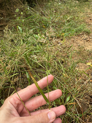 (c) Peter Quakenbush, some rights reserved (CC BY) Eragrostis cilianensis, photograph (c) Peter Quakenbush, some rights reserved (CC BY)