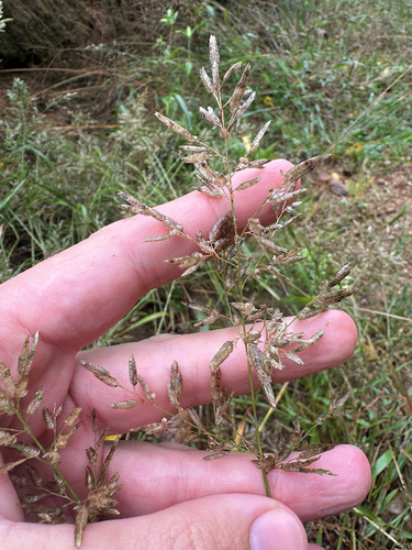 Eragrostis cilianensis, photograph 3