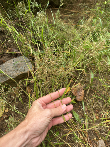 Eragrostis cilianensis, photograph 5