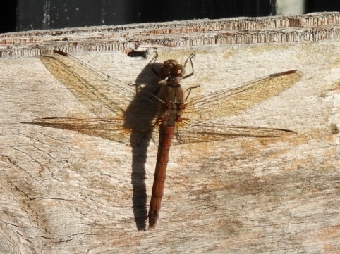 Common Darter