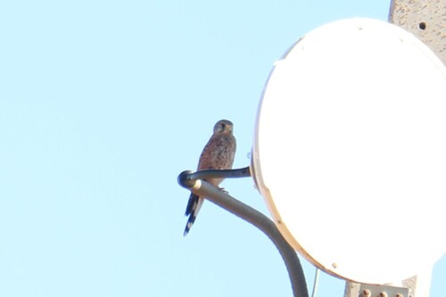 Eurasian Kestrel