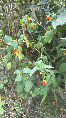common jewelweed