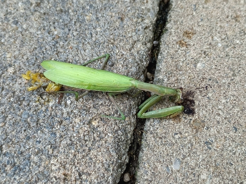 European Mantis