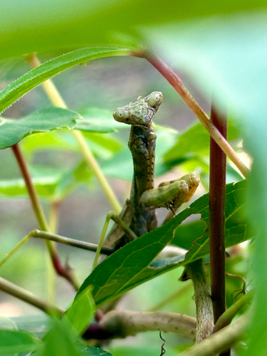 Carolina Mantis