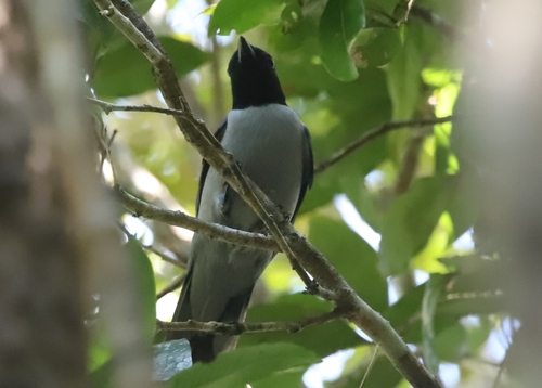 iNaturalist image