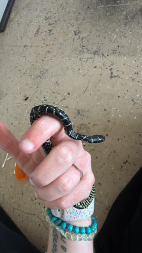 Black Kingsnake