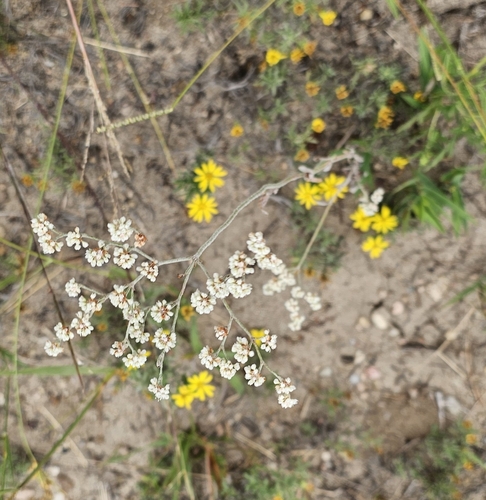 annual buckwheat