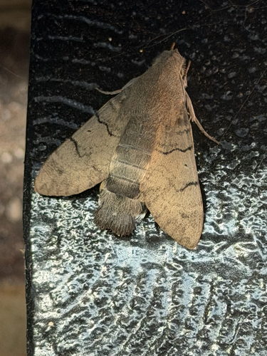 Eurasian Hummingbird Hawkmoth