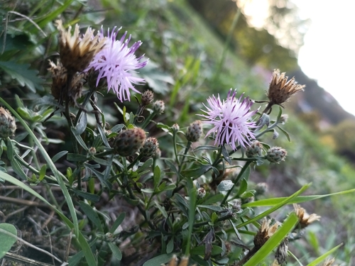 spotted knapweed