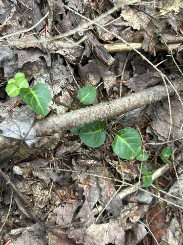 partridgeberry