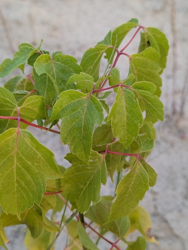 box elder