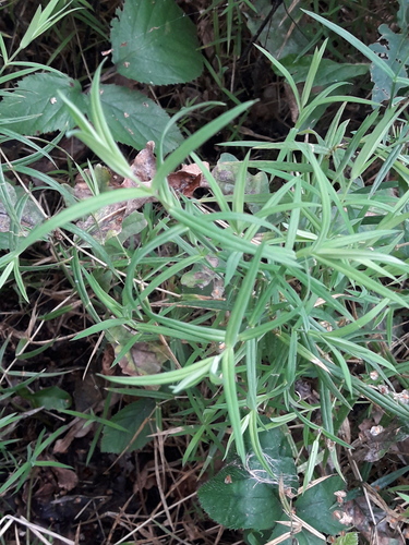 greater stitchwort