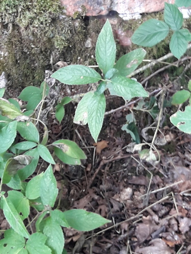 Dog's Mercury