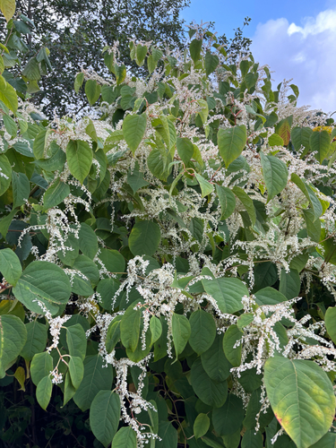 Japanese knotweed