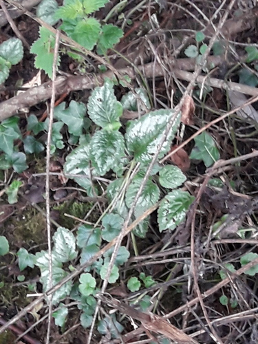Variegated Yellow Archangel