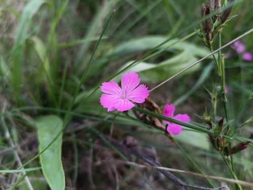 Carthusian Pink