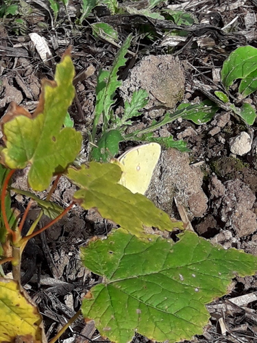 Clouded Yellow