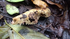 Didelphinae
