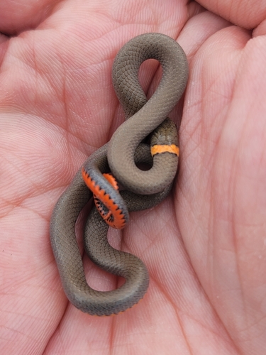 Ring-necked Snake