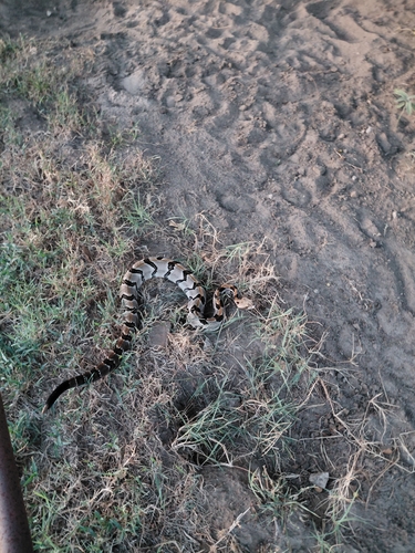 Timber Rattlesnake