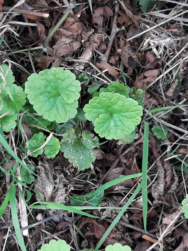 ground-ivy