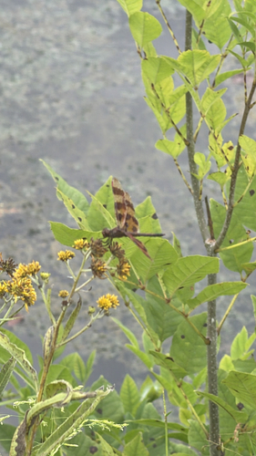Halloween Pennant