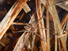 Dolomedes striatus