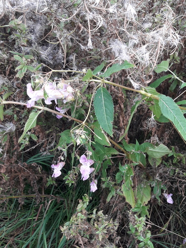 Himalayan balsam
