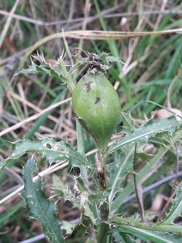 creeping thistle