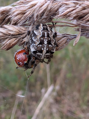Cross Orbweaver
