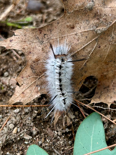 Hickory Tussock Moth