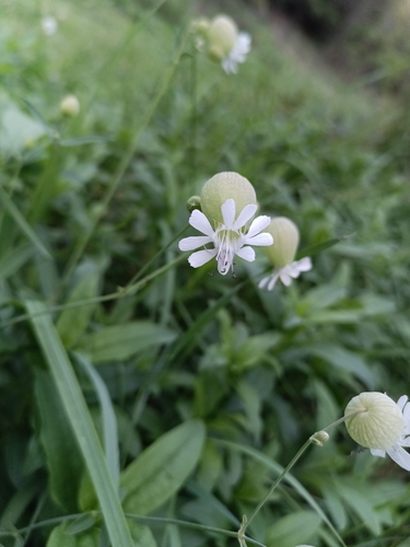 bladder campion