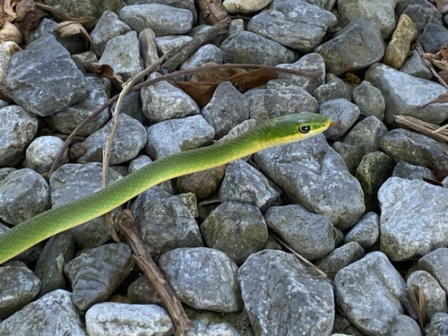 Rough Greensnake
